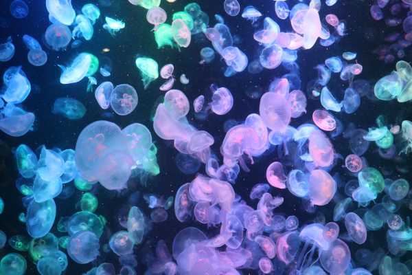 jellyfish