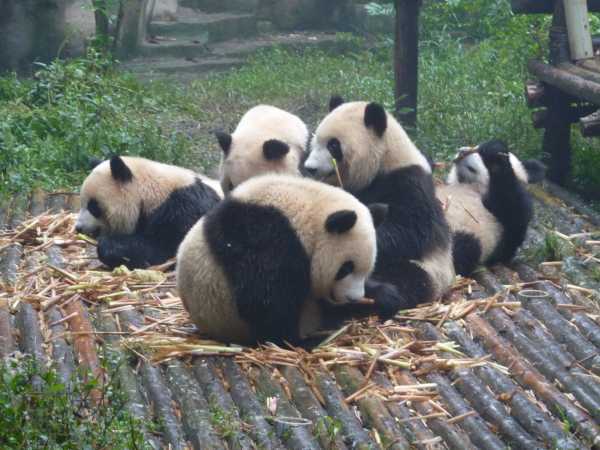 panda