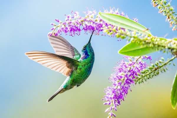 Costa Rica