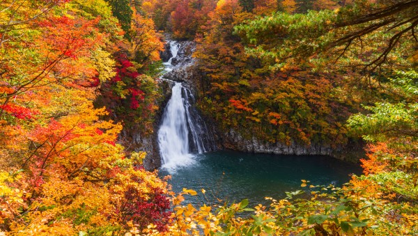 momiji