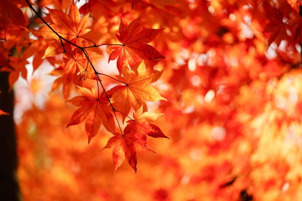 momiji