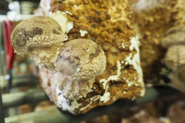 siitake