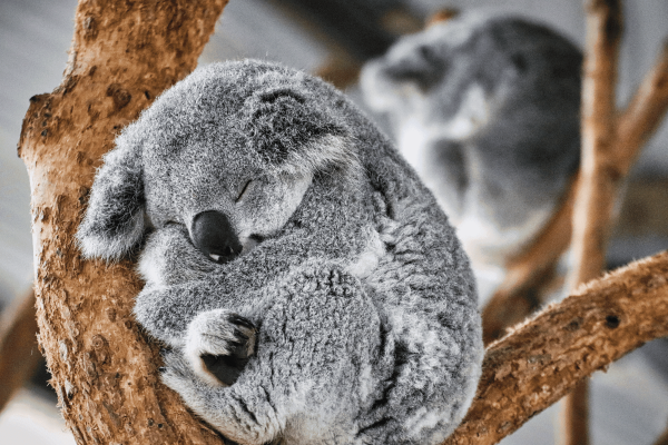 koala