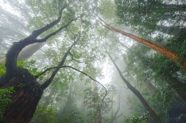 yakushima